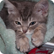 nDigiKitty Younger
